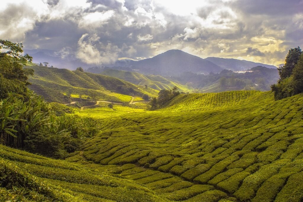 agriculture, tea plantation, cropland